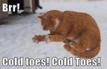 A cat jumping in the snow with the caption cold toes.